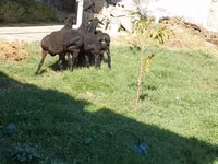 मेढ़ा, भेड़ — फ़ोटो 2
