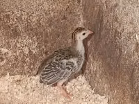 Guinea fowl — photo 2