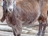 Ziege, Damask goat — Foto 4