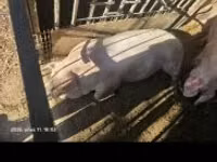 Säue, Schweine — Foto 2