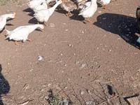 كوبان — الصورة 2