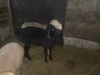 母羊, Arashan sheep — 照片 1