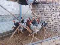 Chickens — 照片 1