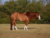 घोड़ा, Quarter Horse — फ़ोटो 1
