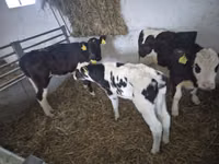 गाय, Russian Black pied cattle — फ़ोटो 3