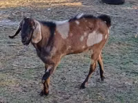 Billy Goat, Nubian Goat — photo 2