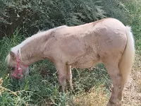 母马, Horses — 照片 2