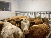 بقرة, Simmental cattle — الصورة 2