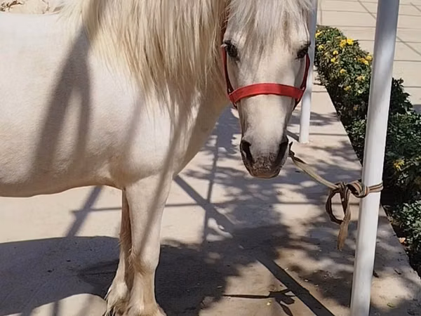 公马, Shetland Pony