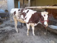 Kuh, Red Estonian cattle — Foto 2