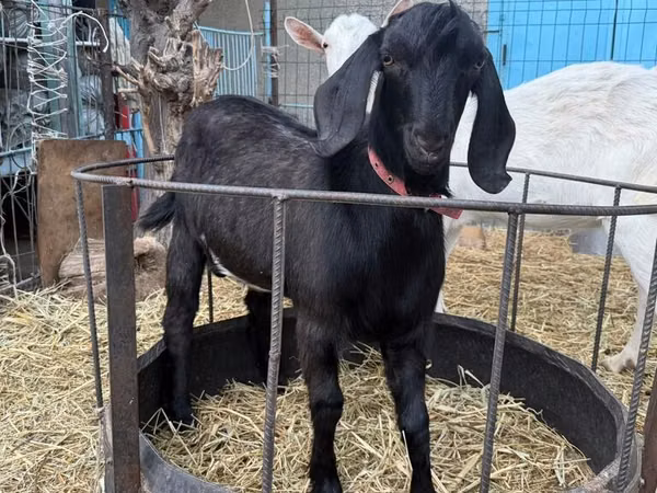 Goat, Beetal goats