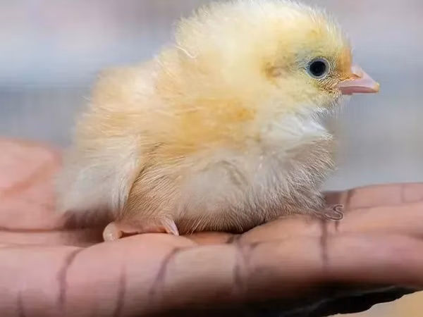 Chickens — घाना