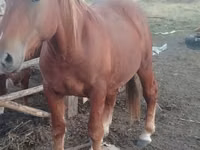 Horse (M), Russian Heavy Draft — photo 6