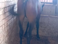 Hengst, Manipuri pony — Foto 1