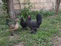 Japanisches Bantam — Foto 1