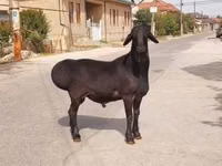 公羊, Sheep — 照片 1