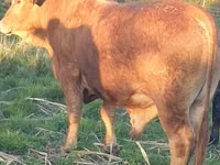 Bull, Bonsmara — photo 3