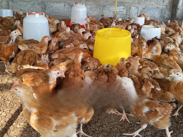Shamo chickens — Ghana
