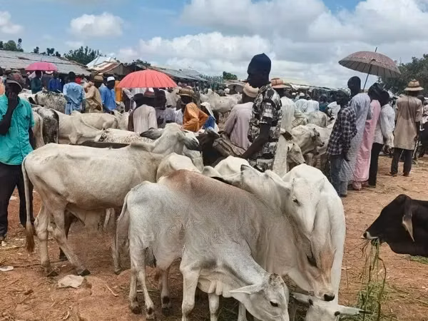Cow, Cattle