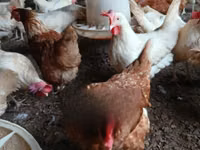 Chickens — الصورة 4