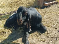 Ziegenbock, Kamori goats — Foto 2