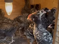 Chickens — الصورة 3