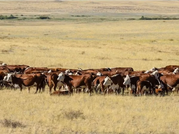 Toro, Cabeza Blanca Ucraniana