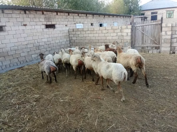 Ram, Sheep