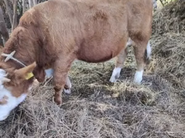 सांड, Simmental cattle