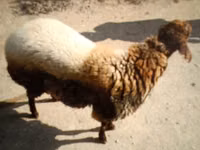 公羊, Sheep — 照片 3