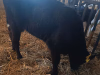 Cow, Limousin cow — photo 4