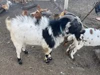 Ziegenbock, Nigerian dwarf goats — Foto 2