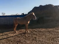 Horse (M), Altai horse — photo 3