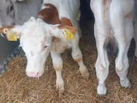सांड, Simmental cattle — फ़ोटो 2