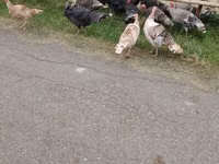Turkeys — 照片 5