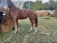 घोड़ी, Dutch warmblood horse — फ़ोटो 5