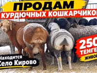 Бык, Белоголовая украинская — фото 3
