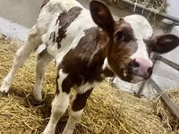 Kuh, Simmental cattle — Foto 1