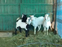 Ziegenbock, Saanen goat — Foto 5