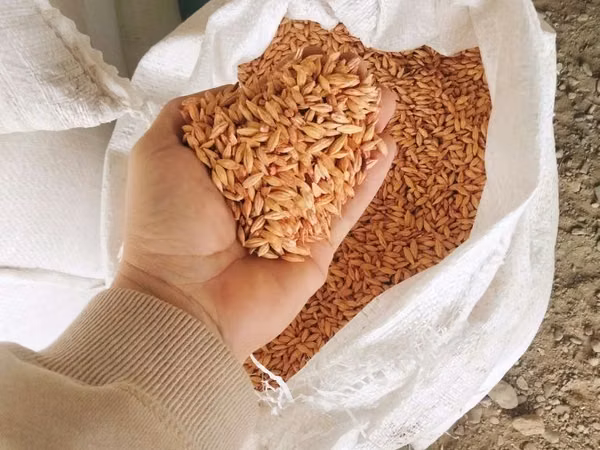 Арпа урыктык сорт бәйшешек дарленген