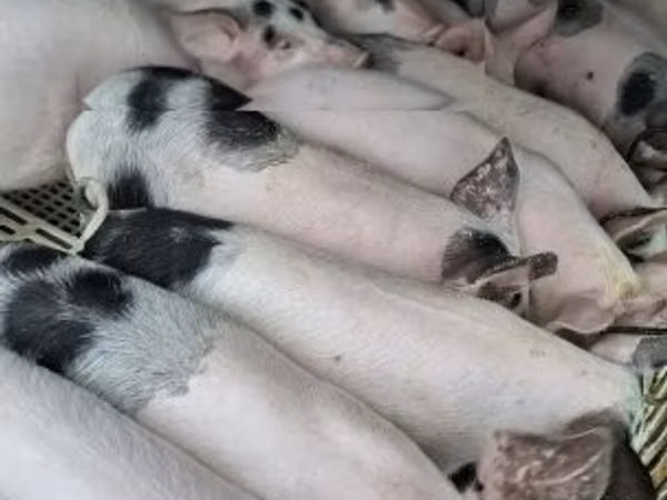 Schweine (Partie, Geschlecht nicht angegeben), Schweine