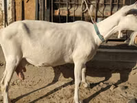 बकरी, Saanen goat — फ़ोटो 1