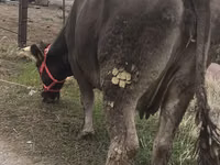 गाय, अलाताऊ नस्ल — फ़ोटो 4