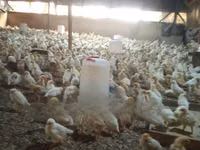 Poultry Feed for 1-4 Weeks Old Chicks — الصورة 4