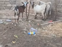 Billy Goat, Goats — photo 1