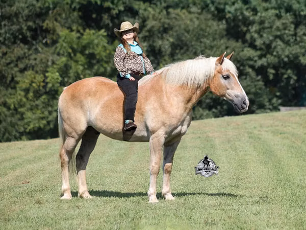 Horse (M), Haflinger