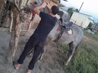 حصان, Thoroughbred horse — الصورة 3