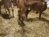 Rinder (Partie, Geschlecht nicht angegeben), Simmental cattle — Foto 5