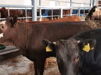 Bovinos (lote, sexo no especificado), Simmental cattle — foto 6