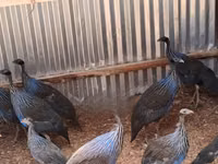 Guinea fowl — الصورة 2